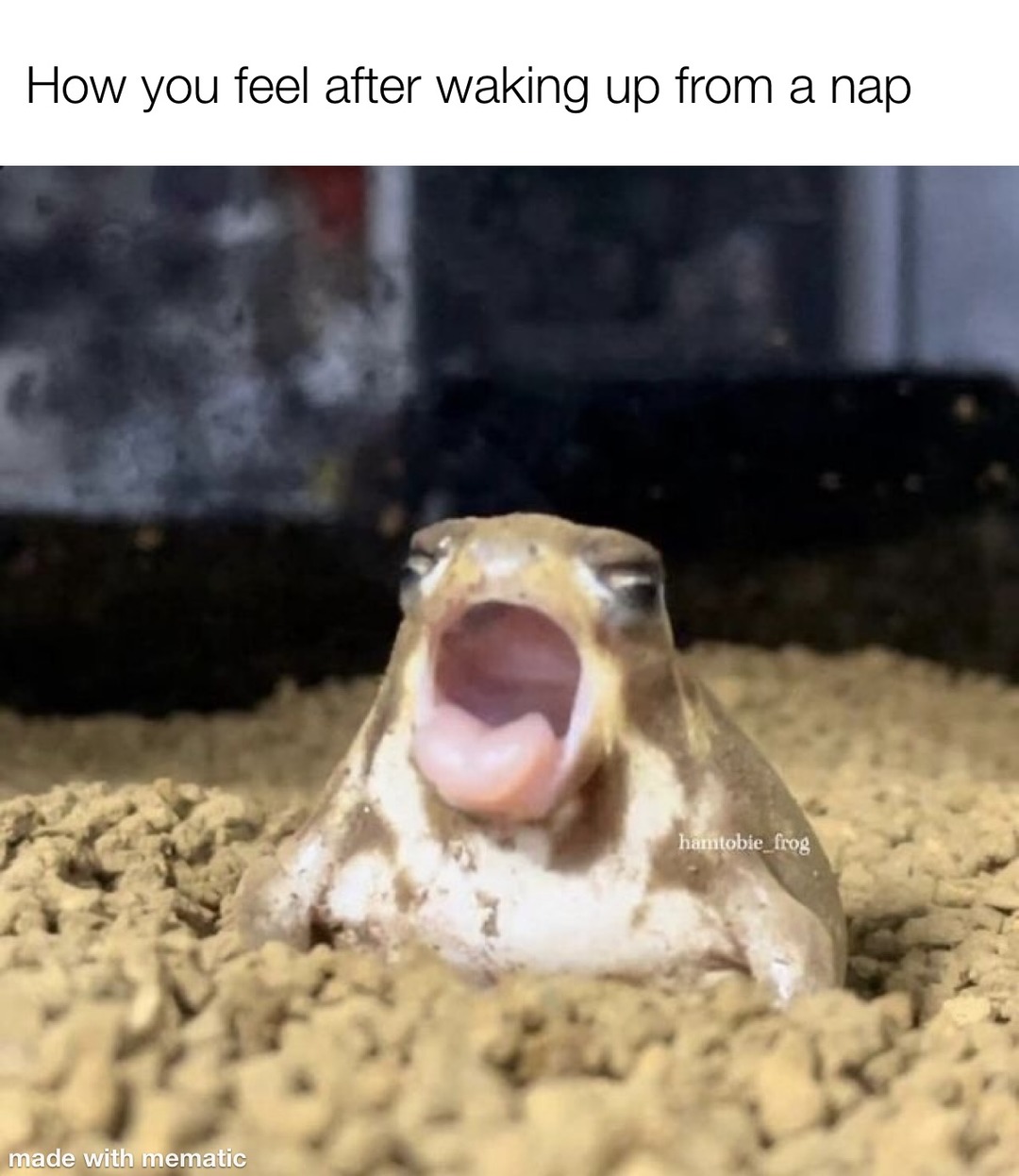 froggy nap - meme