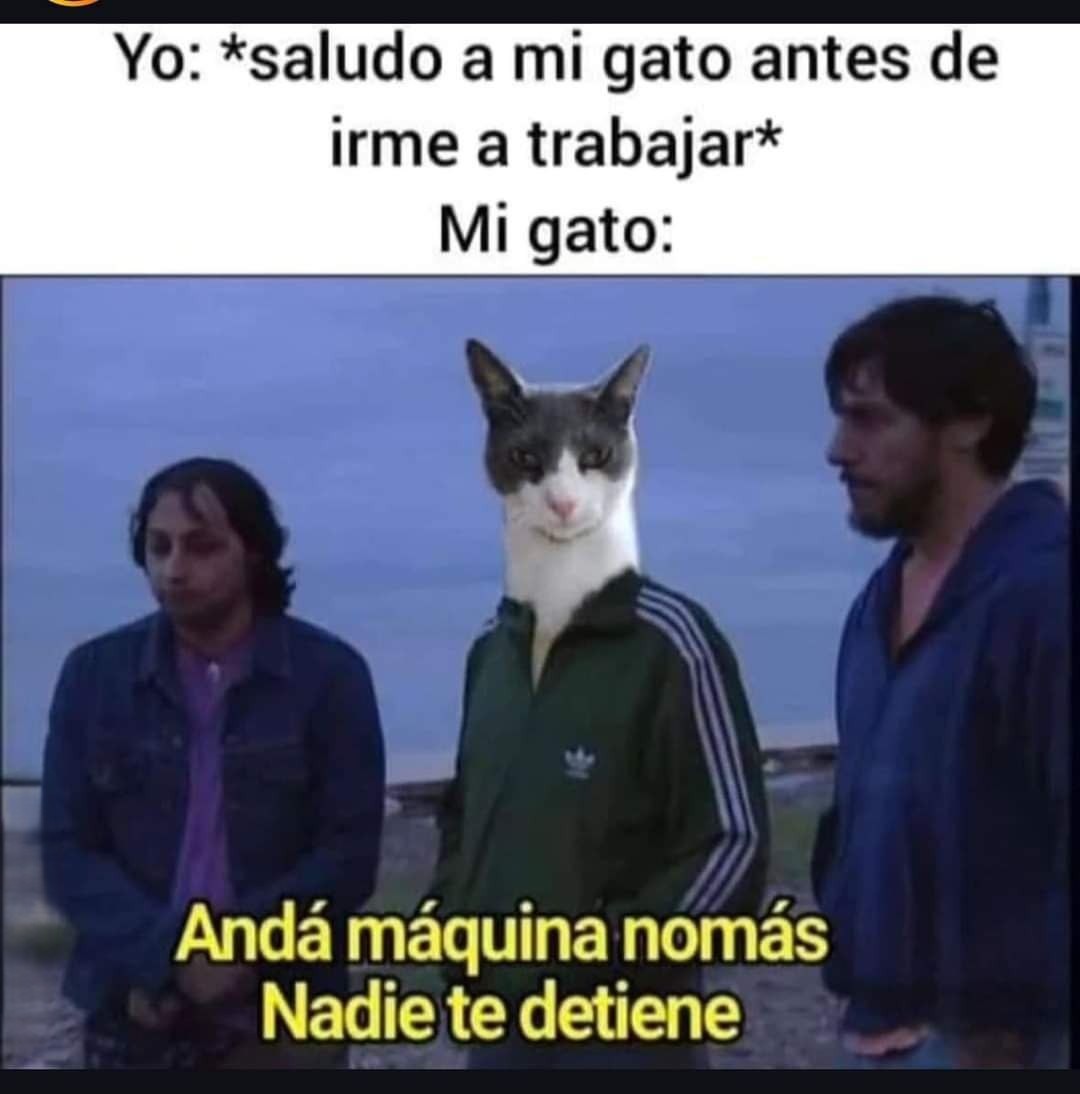 gato motivador - meme