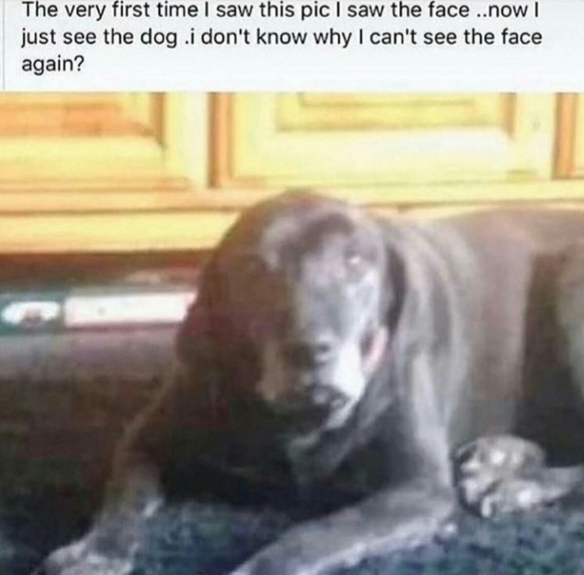 At first all I could see was the creepy face. The face is looking down and towards the left, nose is dog's left eye, right jowl is creepy face nose, left jowl is cheek, face like burning Anakin Skywalker with creepy smile. Now I see dog face immediately. - meme