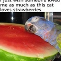 kitteh loves strawberrys