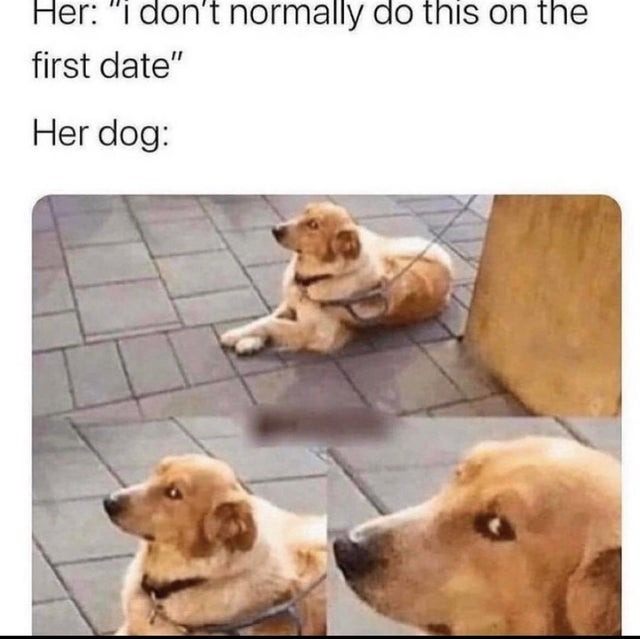 The dog knows - meme