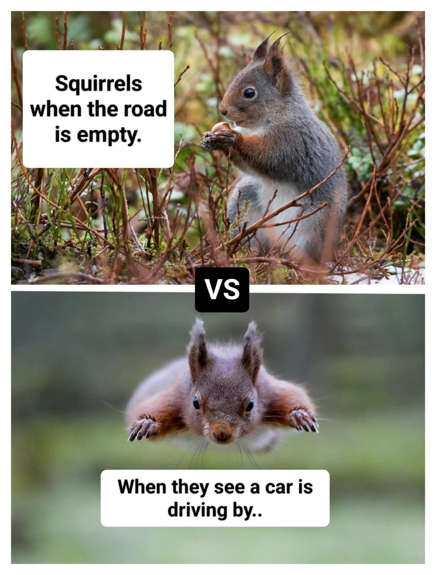 Squirrels be like - meme