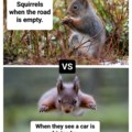 Squirrels be like