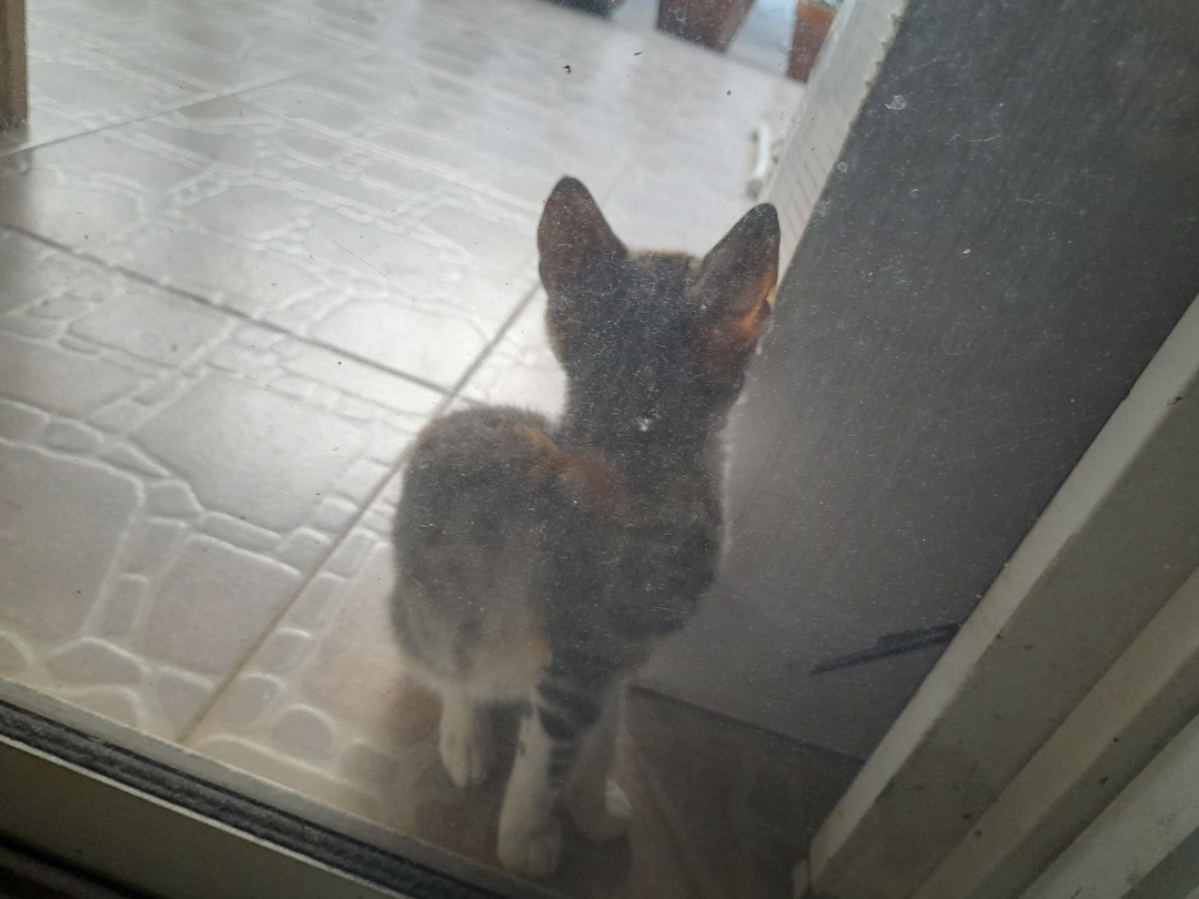Gato reveal - meme