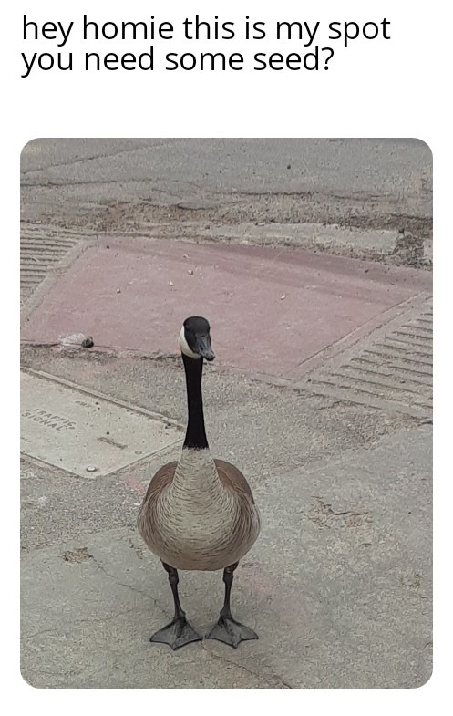 Gus the Goose moved into our city downtown this month. He's friendly and likes snacks and tries to honk but can't - meme