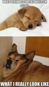 my sleep be like - meme