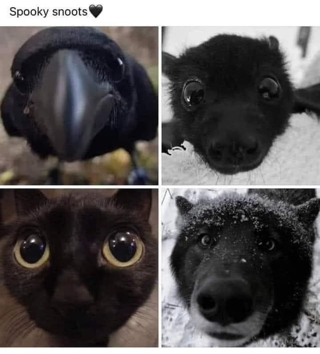 Spooky snoots incoming - meme