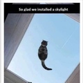levitating cat