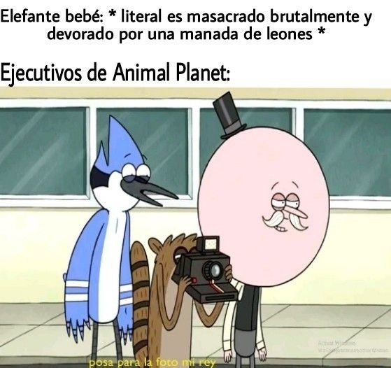 animal planet - meme