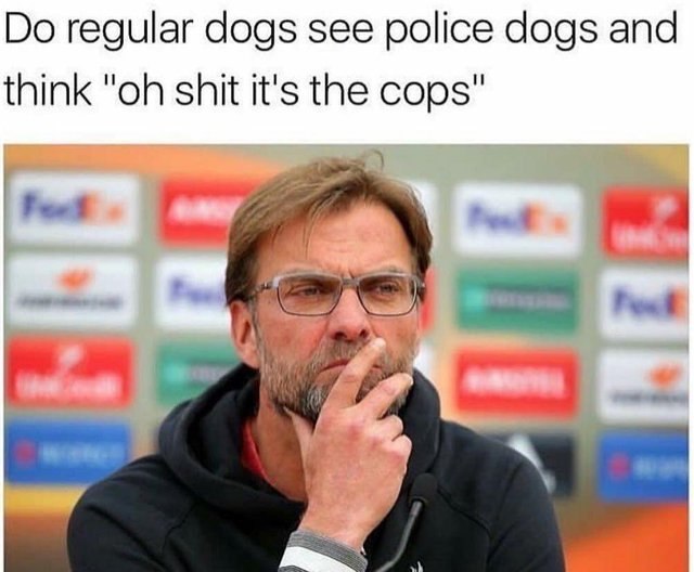 Do regular dogs see police dogs and think 'oh shit it's the cops'? - meme