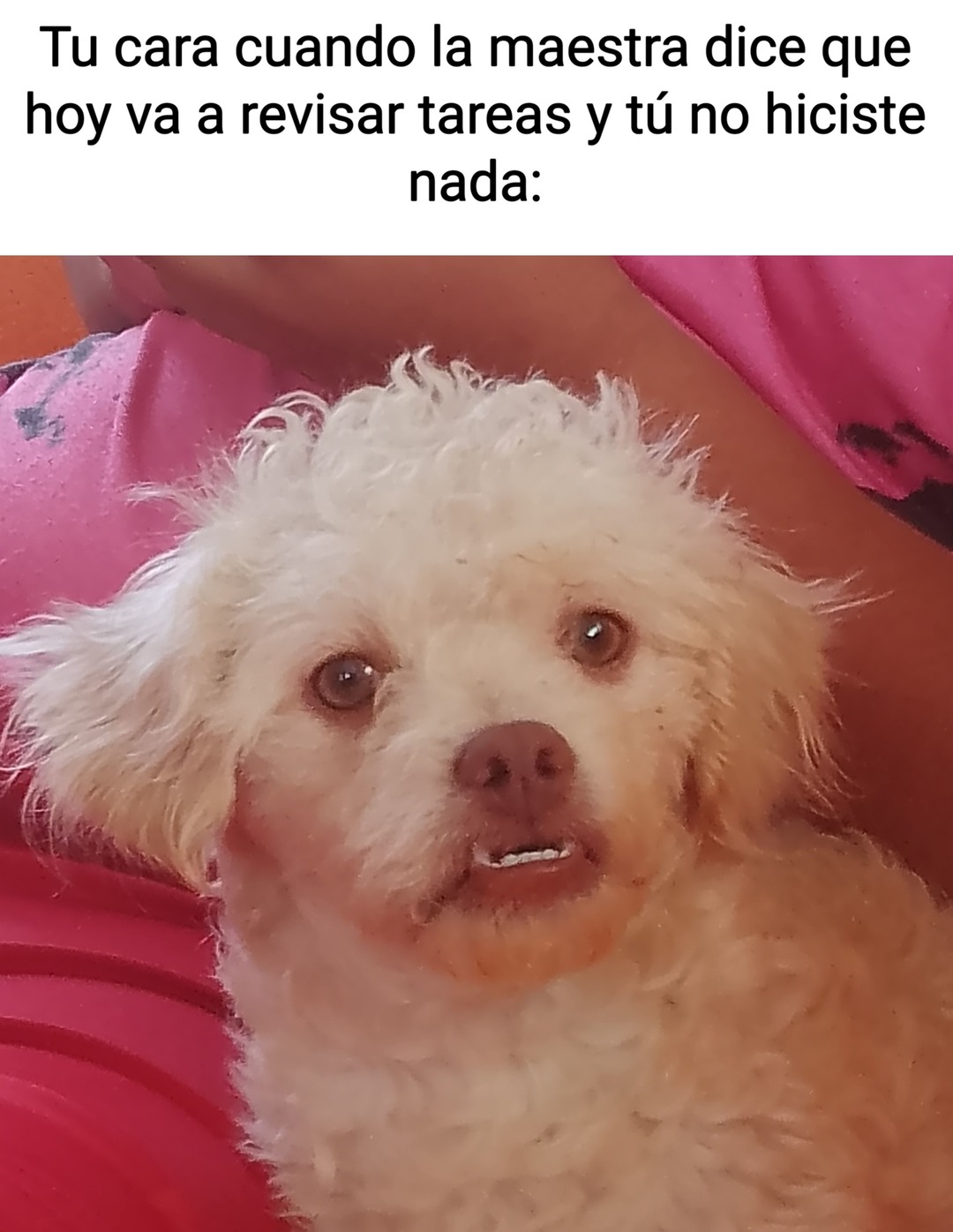 Meme de la escuela