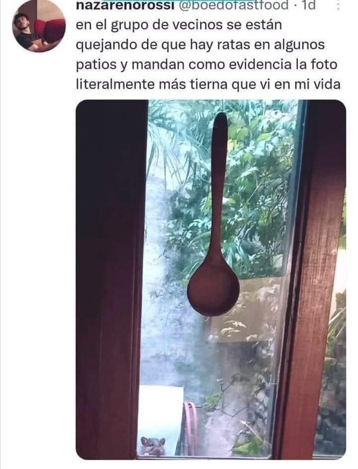 ratas en el grupo vecinal - meme