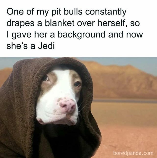 My pit bull became a Jedi and honestly it's canon now - meme