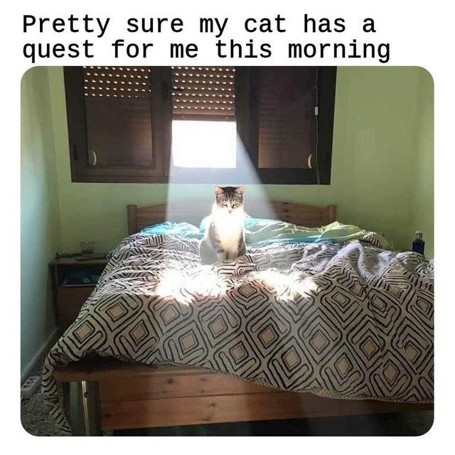 I'm pretty sure my cat has a quest for me this morning - meme
