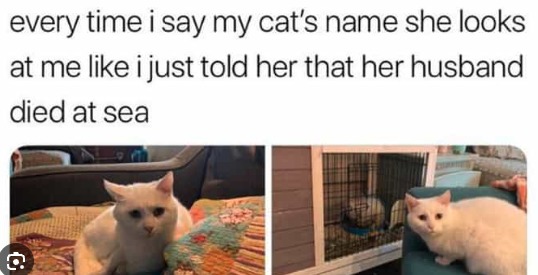 Poor cat lol - meme