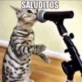 SALUDITOS