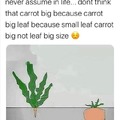 Big leaf not small big carrot big