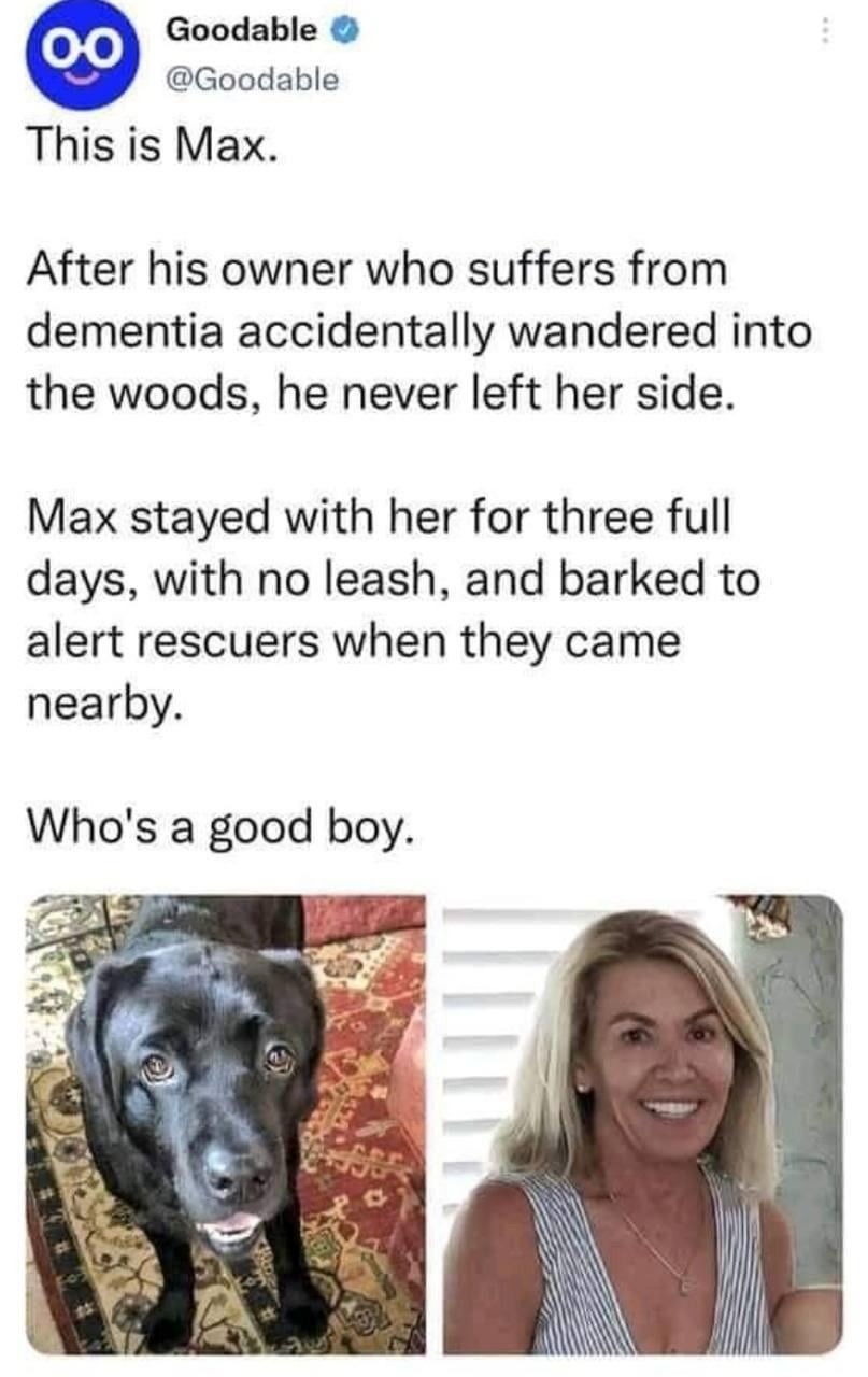 Dog stayed by his lost owner for 3 days. Who's a good boy? Max is - meme