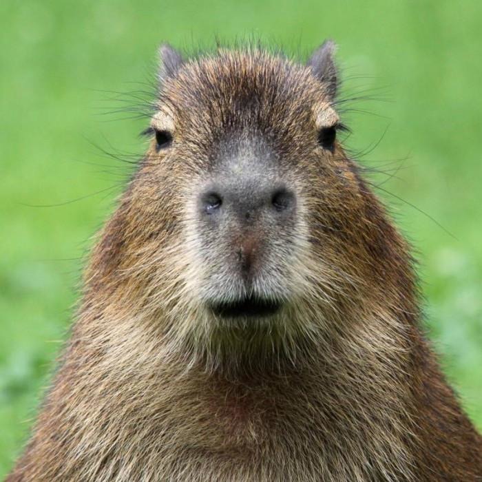 Plantilla del capibara - meme