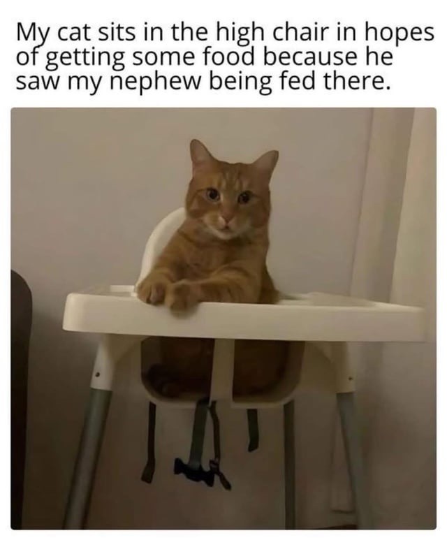﻿cat sits in the high chair in hopes of getting some food because he saw my rephew fed there: My being