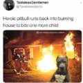 Hero dog