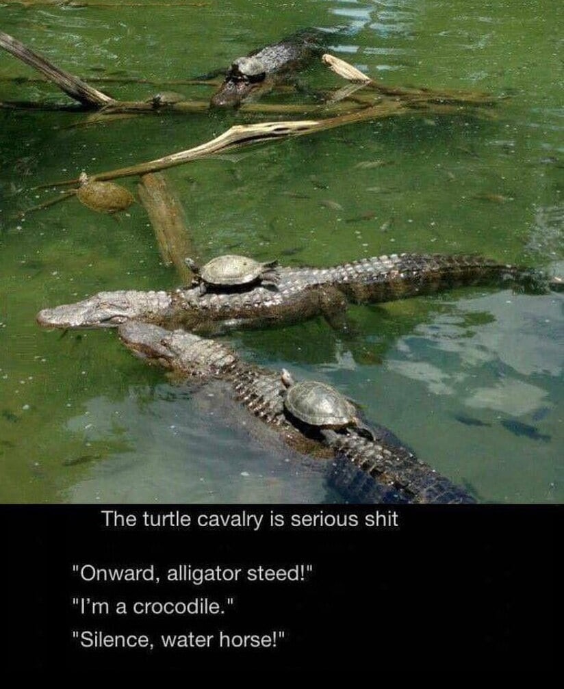 Turtles out here riding crocs into battle. - meme