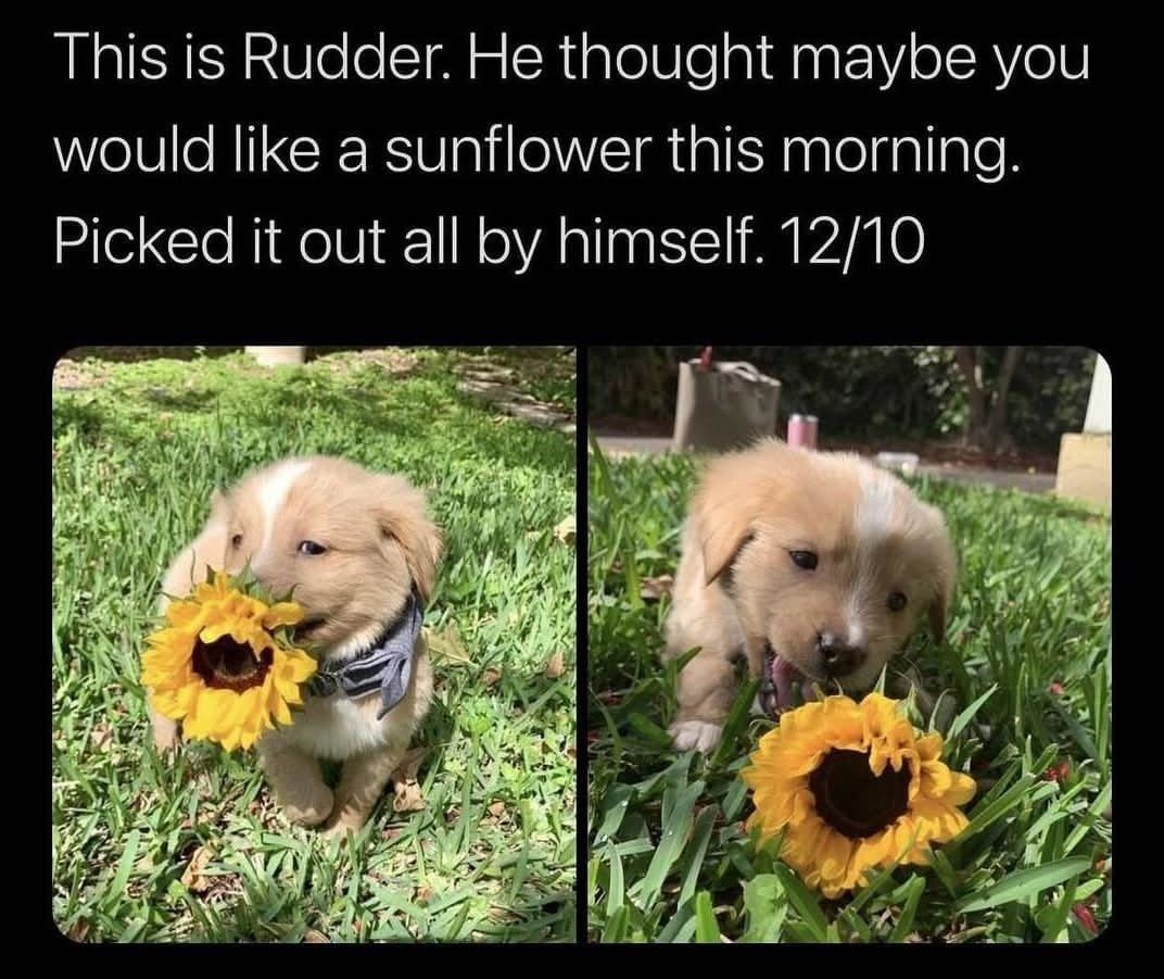 Rudder brought you a sunflower. He picked it himself - meme