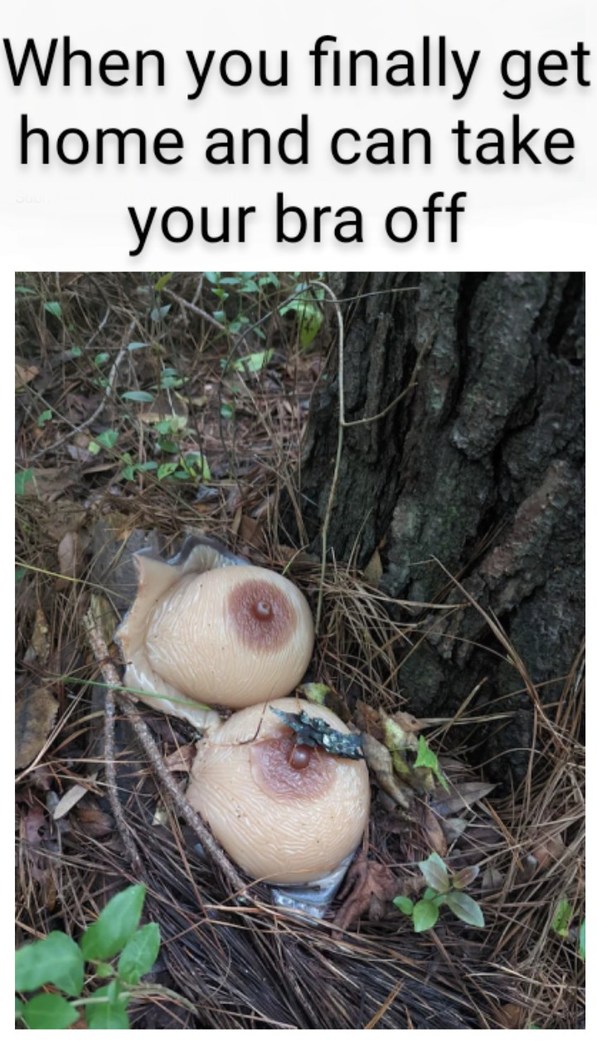 It think it's a Great Tit's nest - meme