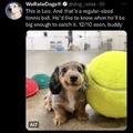 wholesome lil doggo