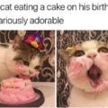 Birthday meme for this cat