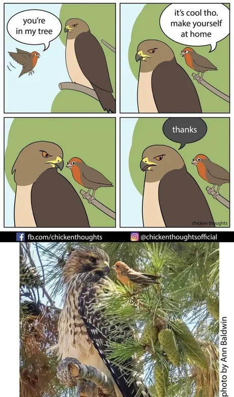 Polite hawk really exists - meme