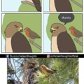 Polite hawk really exists