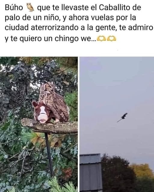 El búho que se robó el caballito de palo y es mi héroe - meme