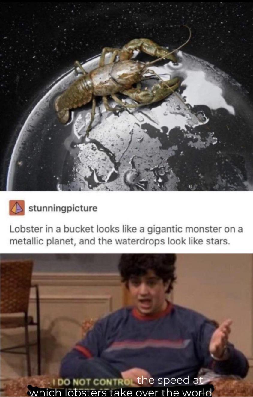 lobsters are taking over save yourself - meme