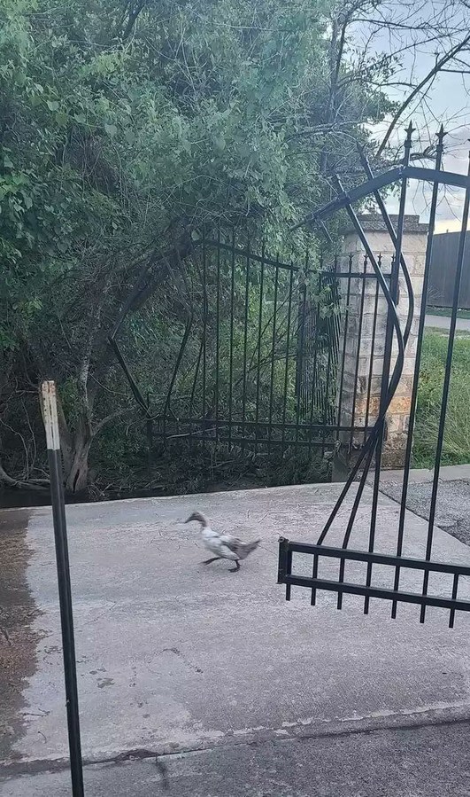 El poder de un pato - meme