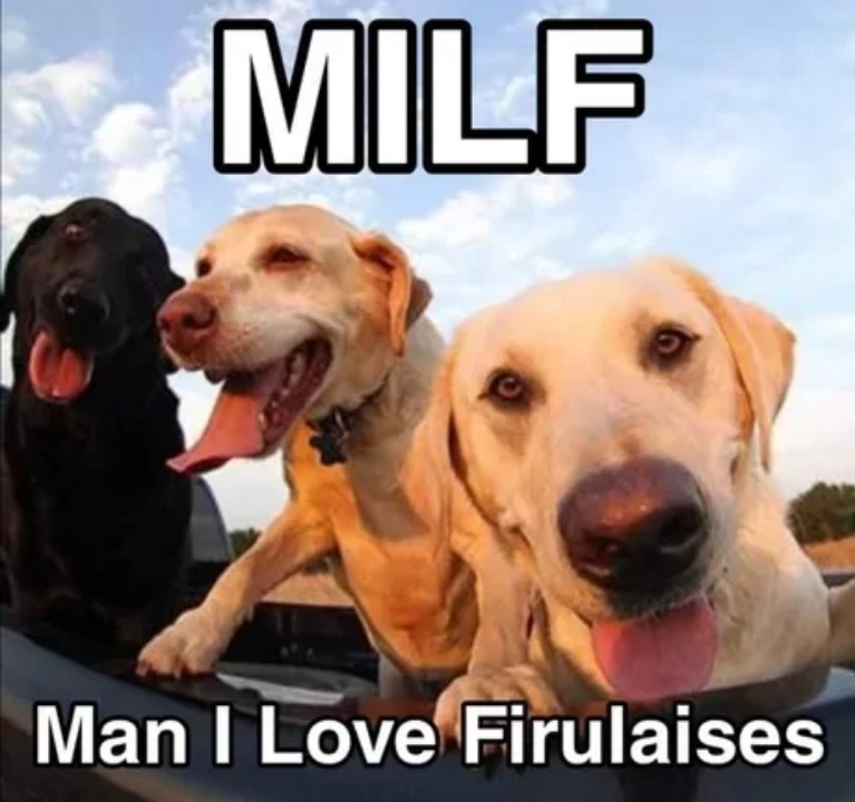 Feliz día del perro a todas sus mascotas :v - meme
