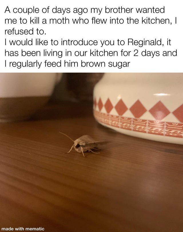 Friends with a moth, wholesome meme