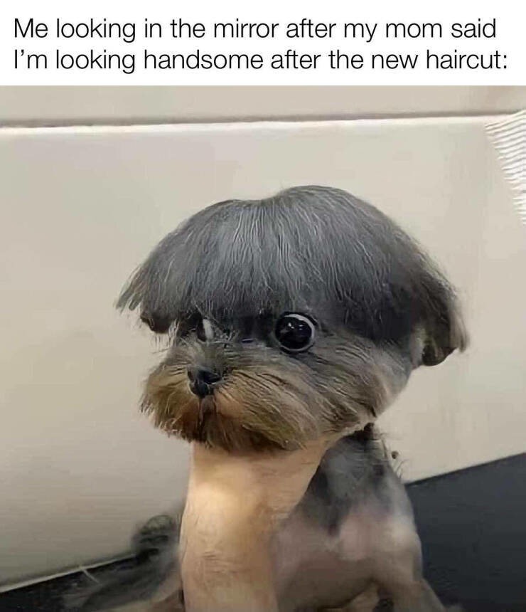 The best Haircut memes :) Memedroid
