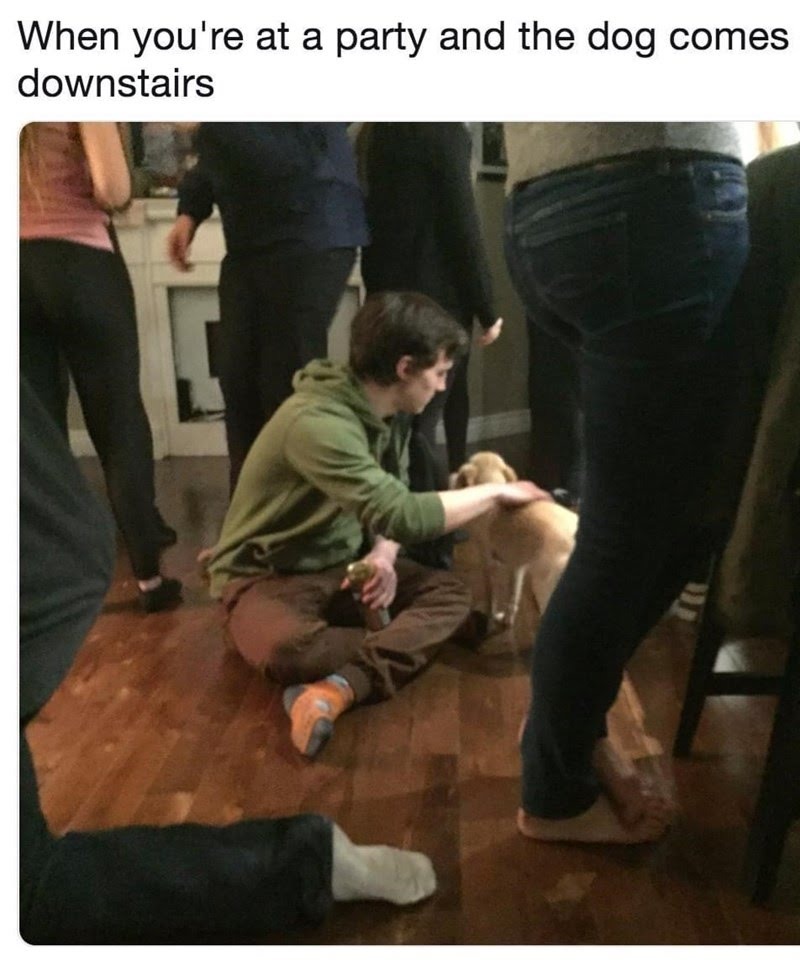 meme about when there is a dog at a party