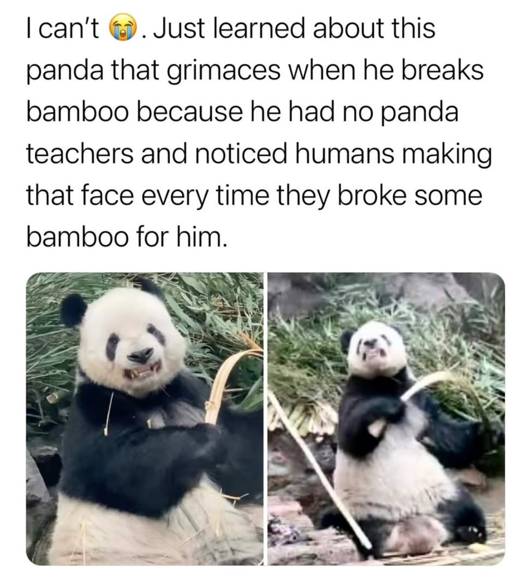 This panda learned facial expressions from humans and now I'm crying - meme