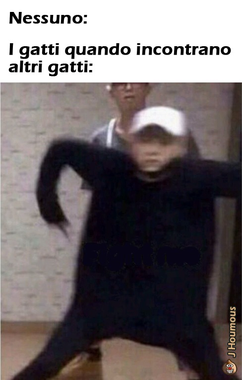 Gatti - meme