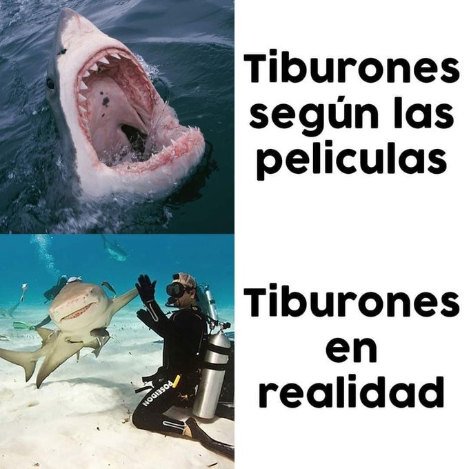 los tiburones son colegas, no como esos pervertidos delfines - meme