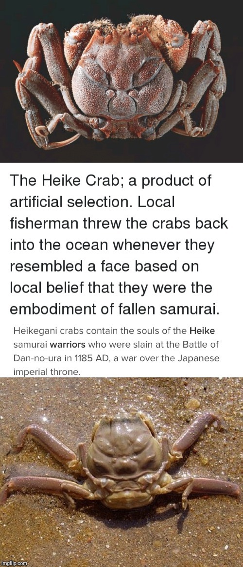 Most badass crabs - meme