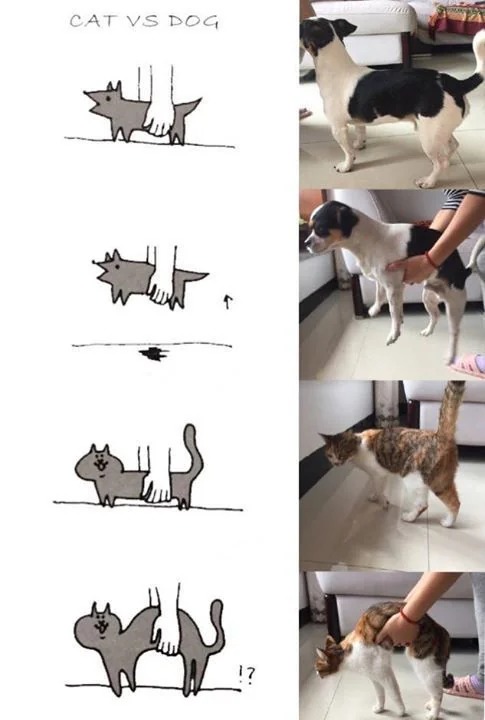 Cats vs Dogs - meme