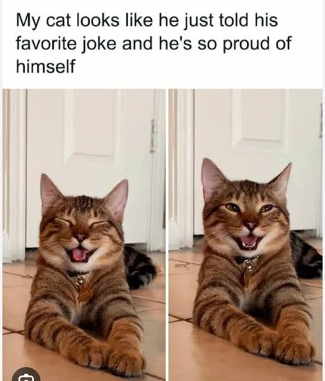 Wholesome cat - meme
