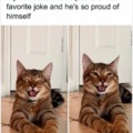 Wholesome cat