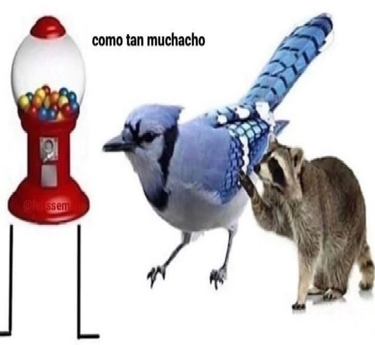 Como Tan Muchacho - meme