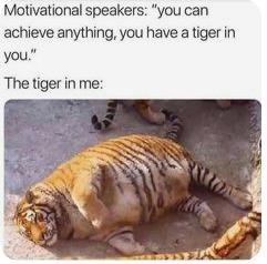 the tiger of motivation - meme