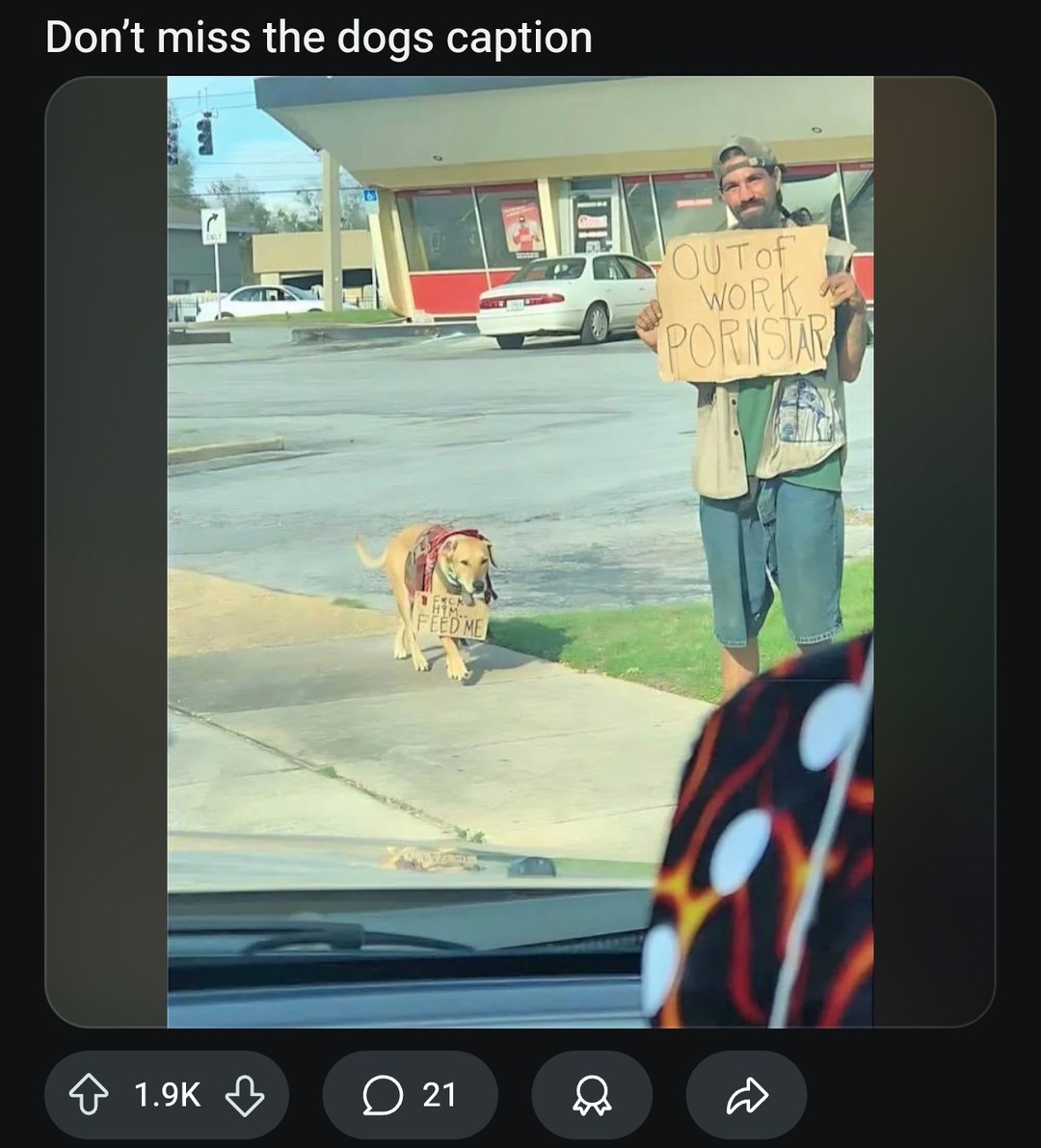 Don't miss the dogs out of work and still more productive than me - meme