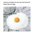 My cat now looks like an egg